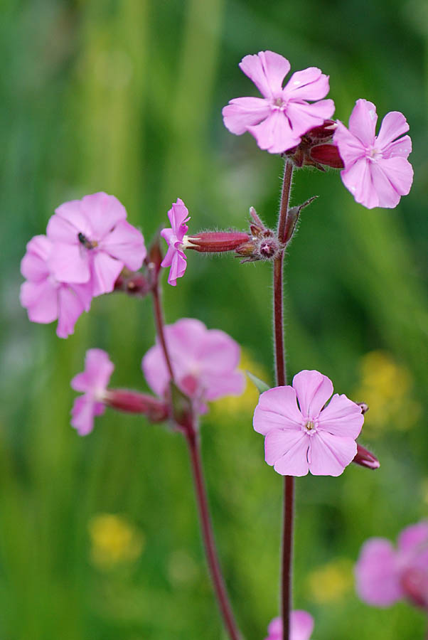 Silene dioica